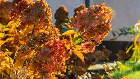 Jesień w Mazurskim Raju nad jeziorem Bełdany, listopad 2023 r. - zdjęcie 34