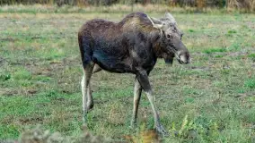 Zwierzęta i ptaki na zdjęciach z szuflady, 2023 rok - zdjęcie 24