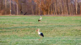 Zwierzęta i ptaki na zdjęciach z szuflady, 2023 rok - zdjęcie 3