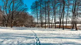 Zima nad jeziorem Dziewiszewskie w Dziewiszowie, styczeń 2024 r. - zdjęcie 16