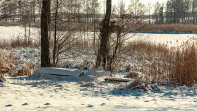 Zima nad jeziorem Dziewiszewskie w Dziewiszowie, styczeń 2024 r. - zdjęcie 10