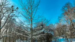 Zima nad jeziorem Dziewiszewskie w Dziewiszowie, styczeń 2024 r. - zdjęcie 42