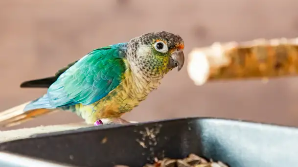 Zdjęcia: Odkryj Niezwykłe Zimowe Ferie w Papugarni Mazury! - zdjęcie 11