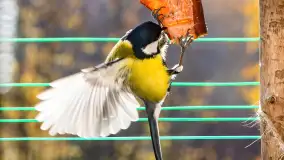 Redakcyjny karmnik sprawdził się zimą, styczeń 2024 r. - zdjęcie 7