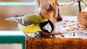 Redakcyjny karmnik sprawdził się zimą, styczeń 2024 r. - zdjęcie 4