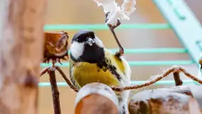 Redakcyjny karmnik sprawdził się zimą, styczeń 2024 r. - zdjęcie 27