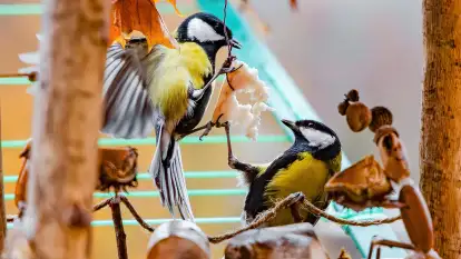 Redakcyjny karmnik sprawdził się zimą, styczeń 2024 r.