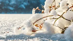 Zimowa rzeka Dajna niedaleko Wilkowa, styczeń 2024 r. - zdjęcie 8