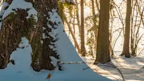 Zimowe jezioro Gołdopiwo w okolicach Przerwanek, styczeń 2024 r. - zdjęcie 48