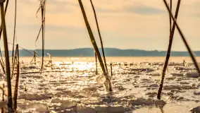 Zimowe jezioro Gołdopiwo w okolicach Przerwanek, styczeń 2024 r. - zdjęcie 37