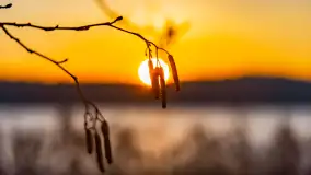 Wschód słońca z resztkami zimy nad jeziorem Siercze, styczeń 2024 r. - zdjęcie 39