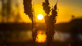 Wschód słońca z resztkami zimy nad jeziorem Siercze, styczeń 2024 r. - zdjęcie 8