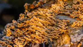 Zachód słońca nad Mazurskimi polami, Wopławki, marzec 2024 r. - zdjęcie 15