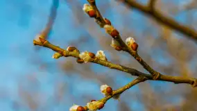 Zachód słońca nad Mazurskimi polami, Wopławki, marzec 2024 r. - zdjęcie 4