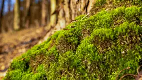 Zachód słońca w zatoce Skonał, nad jeziorem Tałty, marzec 2024 r. - zdjęcie 18