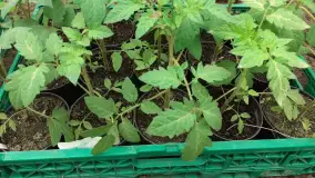 Lokalne produkty z Mazurskiego Gospodarstwa Ekologicznego Barbary Niedziejko. - zdjęcie 10