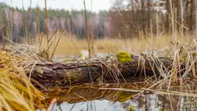 Mazurska przyroda w połowie marca 2024 r. - zdjęcie 18