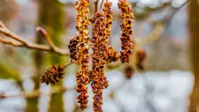 Mazurska przyroda w połowie marca 2024 r. - zdjęcie 12