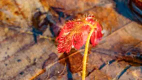 Mazurska przyroda w połowie marca 2024 r. - zdjęcie 28