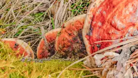 Mazurska przyroda w połowie marca 2024 r. - zdjęcie 17