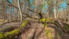 Wiosna nad jeziorem Bełdany, Binduga Tarpan I - zdjęcie 15