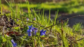 Wiosna i zachód słońca na półwyspie Kula, kwiecień 2024 r. - zdjęcie 2