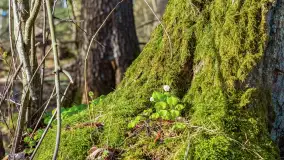 Wiosna i zachód słońca na półwyspie Kula, kwiecień 2024 r. - zdjęcie 41