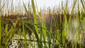 Wiosna i zachód słońca na półwyspie Kula, kwiecień 2024 r. - zdjęcie 30