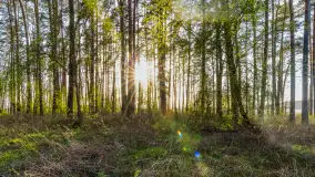 Wiosna i zachód słońca na półwyspie Kula, kwiecień 2024 r. - zdjęcie 6