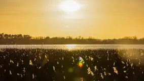 Wiosna i zachód słońca na półwyspie Kula, kwiecień 2024 r. - zdjęcie 15