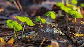 Wiosna i zachód słońca na półwyspie Kula, kwiecień 2024 r. - zdjęcie 32