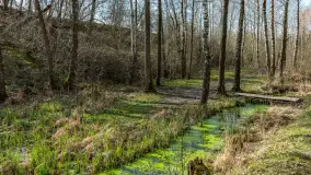 Śluza Leśniewo Górne na wiosennych ujęciach, marzec 2024 r. - zdjęcie 42