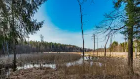 Wiosna nad niewielkim, mazurskim jeziorkiem, marzec 2024 r. - zdjęcie 10