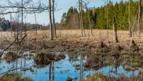 Wiosna nad niewielkim, mazurskim jeziorkiem, marzec 2024 r. - zdjęcie 9
