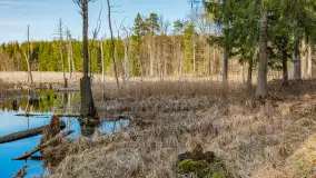 Wiosna nad niewielkim, mazurskim jeziorkiem, marzec 2024 r. - zdjęcie 20