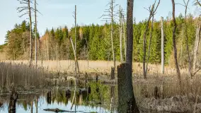 Wiosna nad niewielkim, mazurskim jeziorkiem, marzec 2024 r. - zdjęcie 3