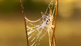 Mazurskie pajęczyny o wschodzie słońca nad jeziorem Dobskim - zdjęcie 35