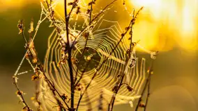 Mazurskie pajęczyny o wschodzie słońca nad jeziorem Dobskim - zdjęcie 34