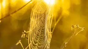 Mazurskie pajęczyny o wschodzie słońca nad jeziorem Dobskim - zdjęcie 36