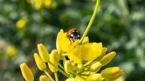 Mazury pełne żółtego koloru, pola rzepaku, maj 2024 r. - zdjęcie 6