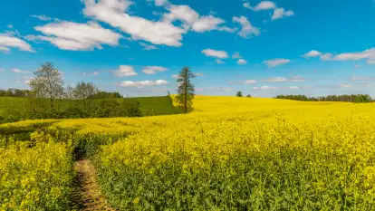 Mazury pełne żółtego koloru, pola rzepaku, maj 2024 r.