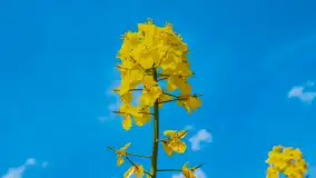 Mazury pełne żółtego koloru, pola rzepaku, maj 2024 r. - zdjęcie 14