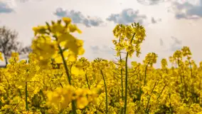 Mazury pełne żółtego koloru, pola rzepaku, maj 2024 r. - zdjęcie 9