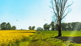 Mazury pełne żółtego koloru, pola rzepaku, maj 2024 r. - zdjęcie 30