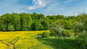 Rzepakowe pola widoczne z lotu ptaka, maj 2024 r. - zdjęcie 4