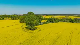 Rzepakowe pola widoczne z lotu ptaka, maj 2024 r. - zdjęcie 29
