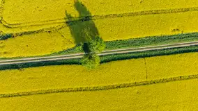 Rzepakowe pola widoczne z lotu ptaka, maj 2024 r. - zdjęcie 45