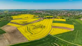 Rzepakowe pola widoczne z lotu ptaka, maj 2024 r. - zdjęcie 7