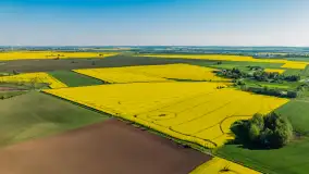 Rzepakowe pola widoczne z lotu ptaka, maj 2024 r. - zdjęcie 51