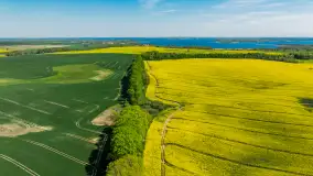 Rzepakowe pola widoczne z lotu ptaka, maj 2024 r. - zdjęcie 60